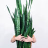 Sansevieria Laurentii - Image 2