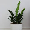 Zz Plants - Image 2